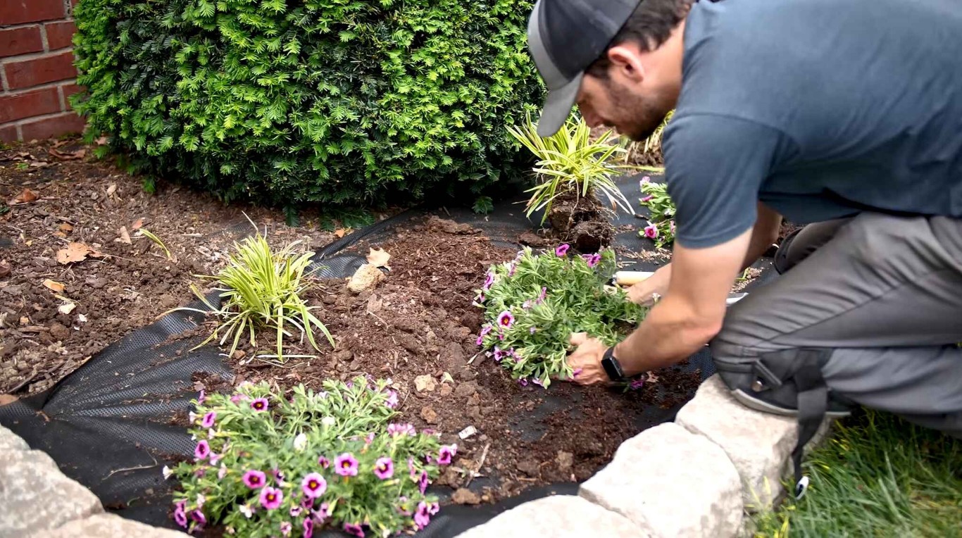 Professional landscaper planting native plants in Placentia, CA